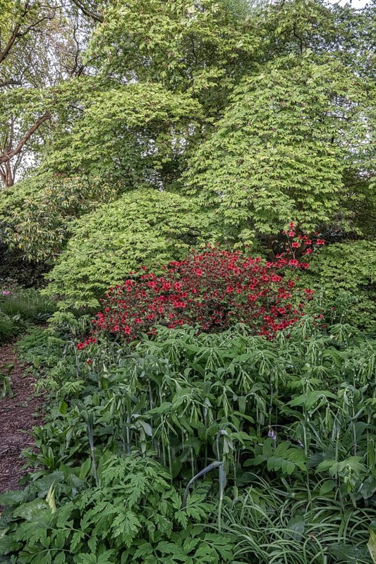Garden with rhododendron (Rhododendron), Japanese maple (Acer japonicum Aconitifolium) and Solomon's seal (Polygonatum multiflorum), Emsland, Lower Saxony, Germany