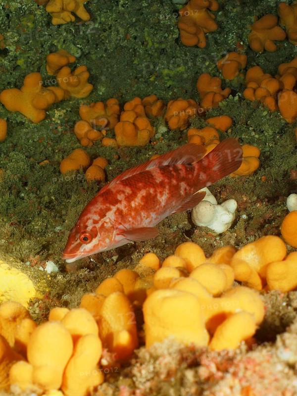 Ballan wrasse (Labrus bergylta) . Dive site Maharees Islands, Castlegregory, Co. Kerry, Irish Sea, North Atlantic, Ireland