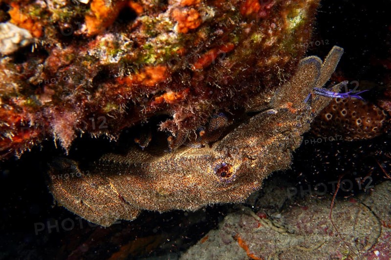 Mediterranean slipper lobster (Scyllarides latus) well camouflaged under reef ledge, dive site Punta Negra, Las Galletas, Tenerife, Canary Islands, Spain