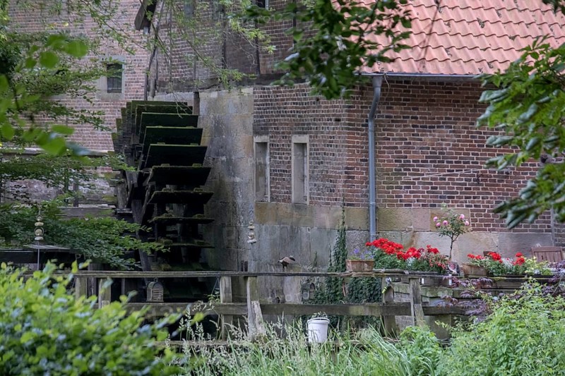 Old watermill with water wheel and blooming flowers in a rural setting, Haus Welbergen, Ochtrup-Welbergen, Münsterland, North Rhine-Westphalia, Germany
