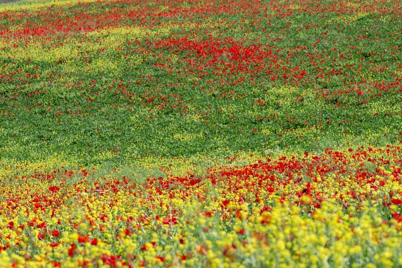 Poppy meadow (Papaveraceae) and flowering yellow broom (Genista tinctoria), landscape around San Quirico d'Orcia, Val d'Orcia, Orcia Valley, UNESCO World Heritage Site, Province of Siena, Tuscany, Italy