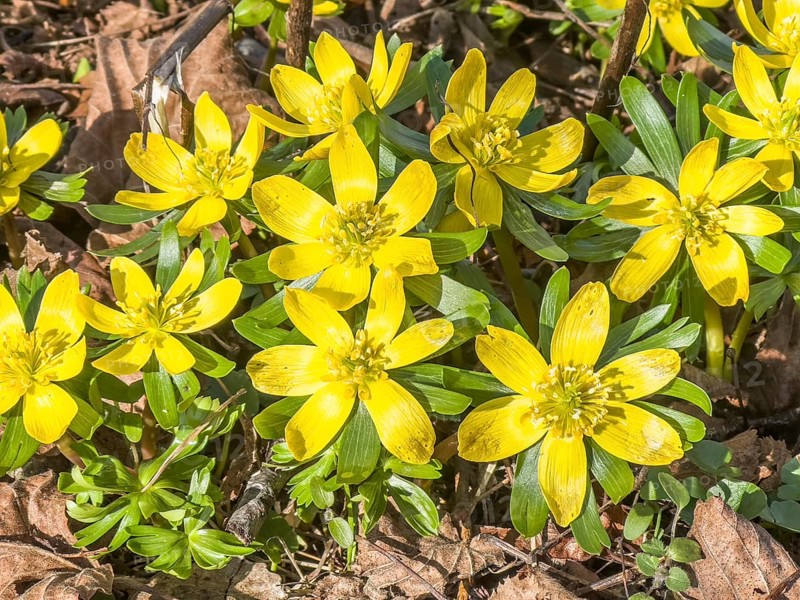 Flowering Winter aconite (Eranthis hyemalis) in Ystad, Skåne County, Sweden, Scandinavia