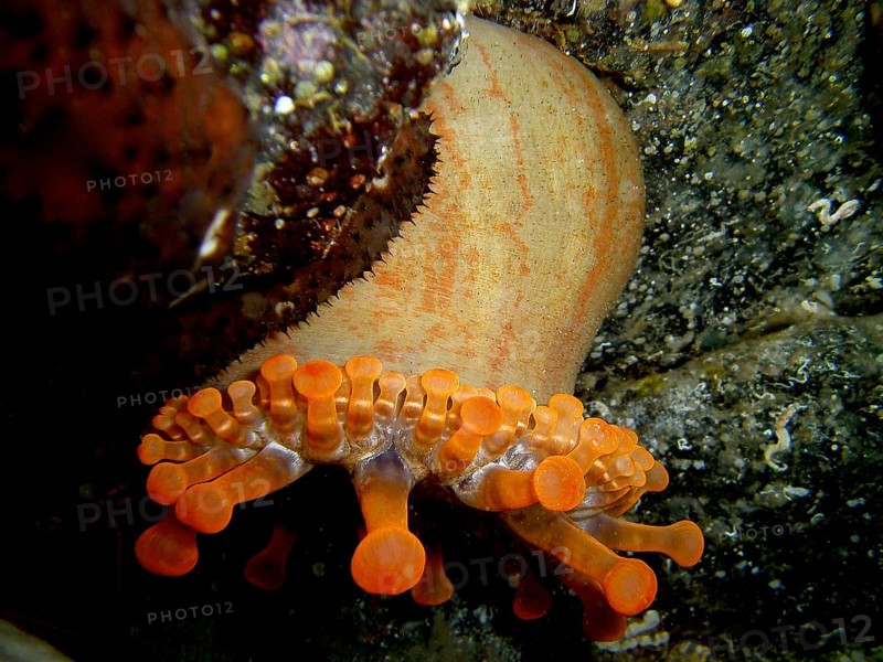 A club-tipped anemone (Telmatactis cricoides) with orange-coloured tentacles hangs on a rock. Dive site El Cabron marine reserve, Arinaga, Gran Canaria, Spain, Atlantic Ocean