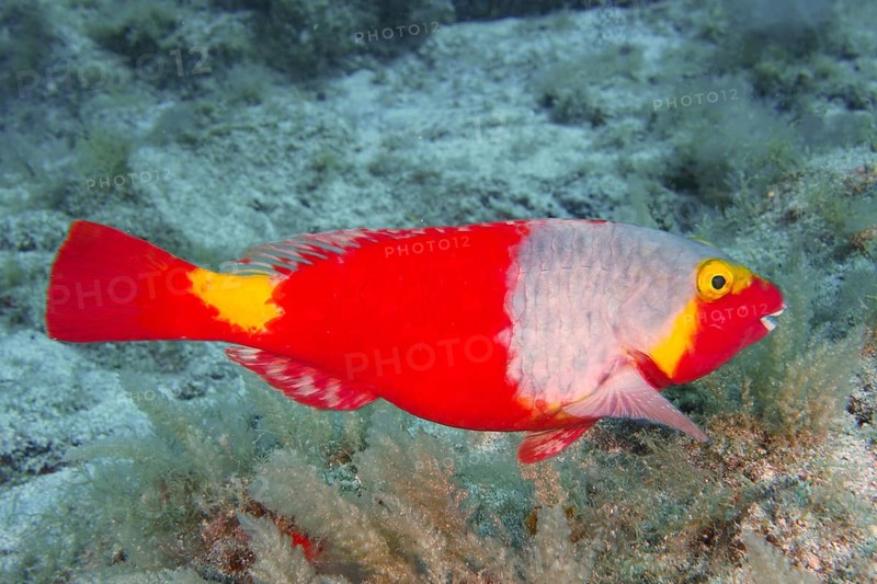 A colourful Mediterranean parrotfish (Sparisoma cretense) with red and yellow features swims in the underwater world. Dive site Las Rosas, Las Galletas, Tenerife, Canary Islands, Spain
