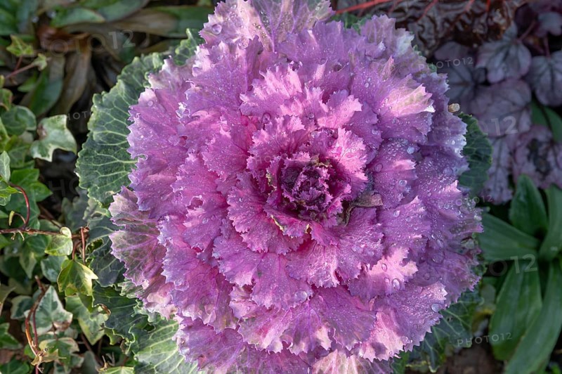 Ornamental cabbage (Brassica oleracea var. acephala) with water droplets, Bavaria, Germany
