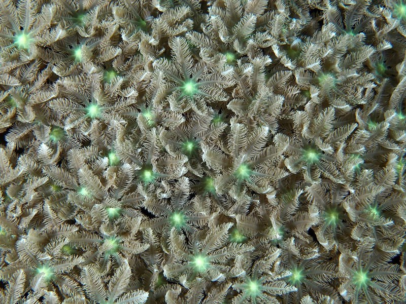 Green, flower-shaped coral, tube coral (Clavularia viridis), in tropical waters, dive site Pidada, Penyapangan, Bali, Indonesia