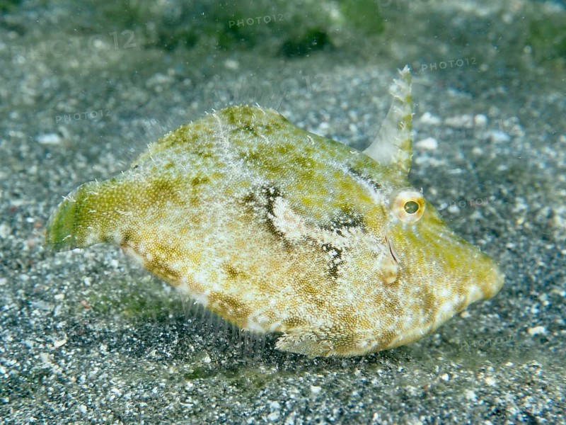 Seagrass filefish (Acreichthys tomentosus) resting on the sandy bottom of the sea, dive site Secret Bay, Gilimanuk, Bali, Indonesia