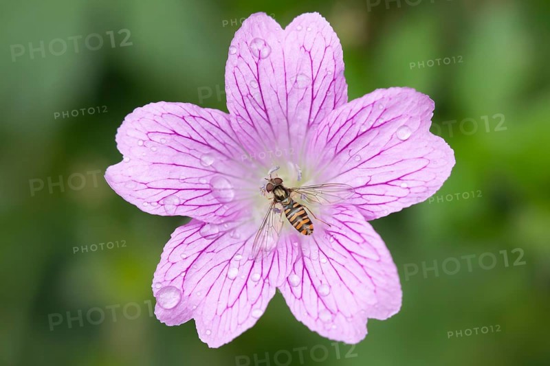 Common hoverfly (Eupeodes corollae) adult insect feeding on garden Geranium flower in summer, England, United Kingdom