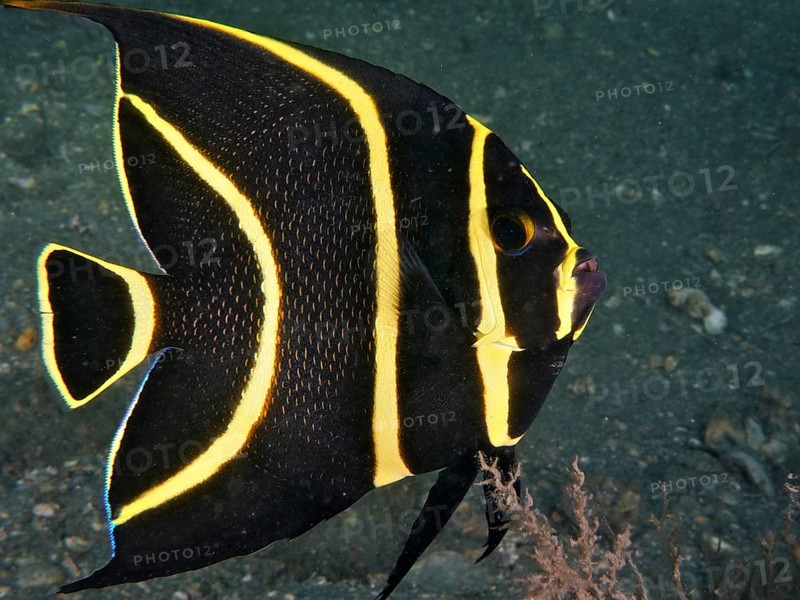 Juvenile French angelfish (Pomacanthus paru) at night. Dive site Blue Heron Bridge, Phil Foster Park, Riviera Beach, Florida, USA, North America