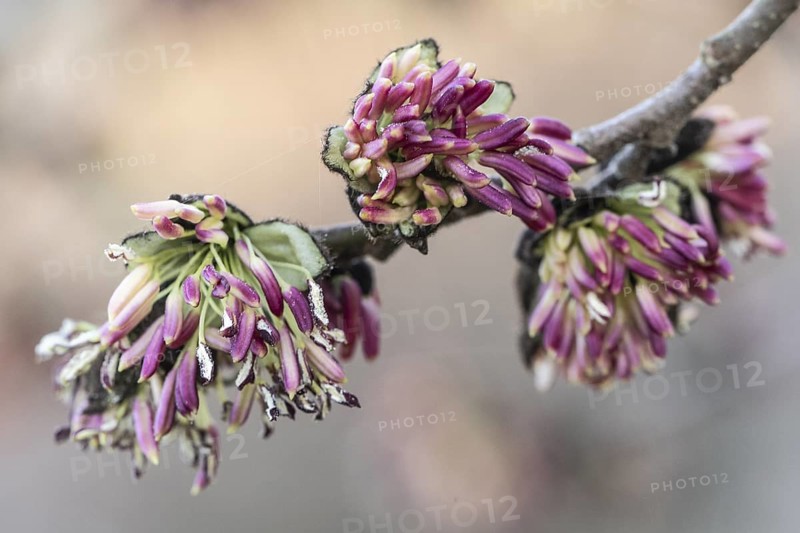 Blossoms of the ironwood tree (Parrotia persica), Rhineland-Palatinate, Germany