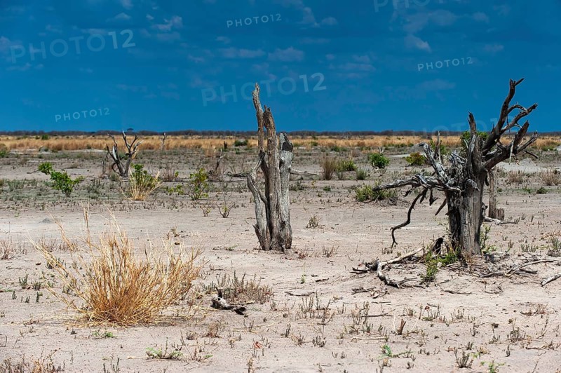 Dry landscape, dead trees drought, heat, climate, climate change, steppe, drought, heat, global warming, Savuti Region, Chobe National Park, Botswana