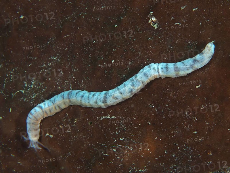 Feather mouth sea cucumber (Synapta maculata), juvenile, moving on dark substrate, dive site Pidada, Penyapangan, Bali, Indonesia