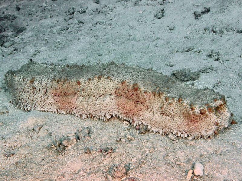 Sea cucumber with patterned surface, box sea cucumber (Thelenota anax), on a sandy seabed, dive site Close Encounters, Permuteran, Bali, Indonesia