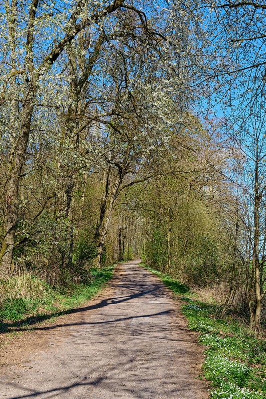 Long, shady forest path lined with blossoming cherry trees under a blue sky, Pflaumheim, Großostheim, Bavaria, Germany