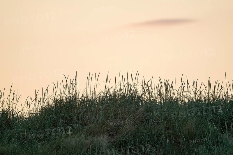 Beach grass, on a dune, Søndervig Strand, North Sea, Denmark