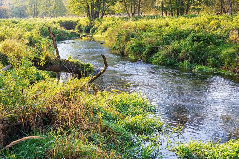 The Pulsnitz in the Königsbrücker Heide, Saxony, Germany