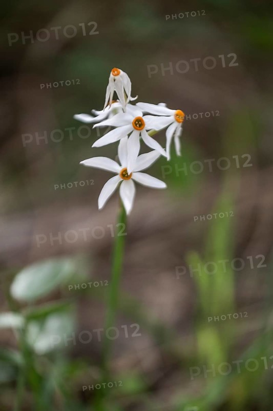 Dainty narcissus (Narcissus elegans), Sicily, Italy
