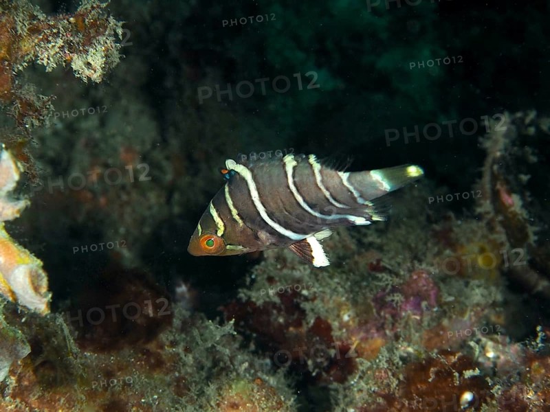 A black and white striped fish, redbreast wrasse (Cheilinus fasciatus) juvenile, swimming among corals in the underwater world, dive site Pidada, Penyapangan, Bali, Indonesia