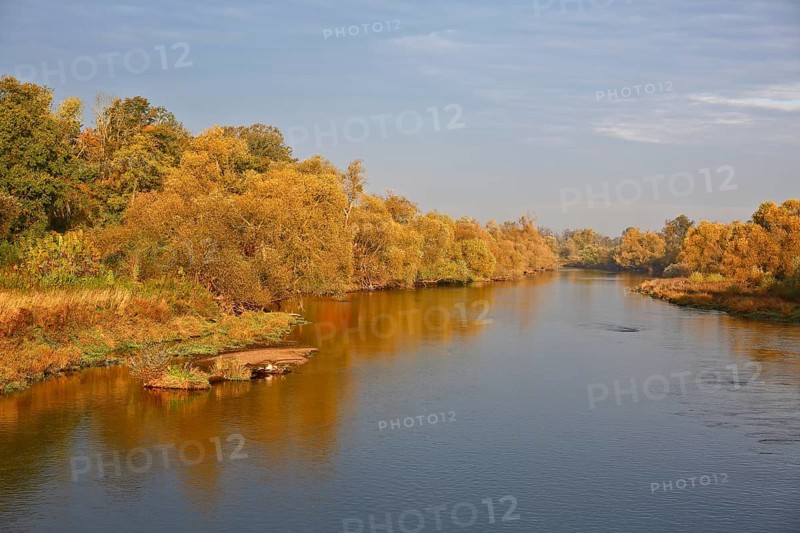 Autumn foliage colouring on the banks of the Mulde river near Dessau, Autumn atmosphere in the biosphere reserve, Middle Elbe Biosphere Reserve, Dessau-Roßlau, Saxony-Anhalt, Germany