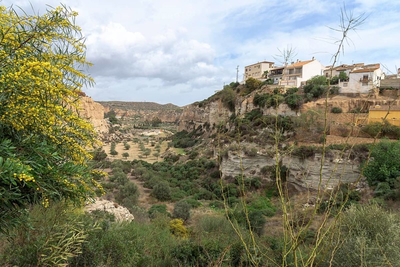 Flowering willow-leaf acacia (Acacia saligna) and view of Sorbas, Almeria, Spain, Australia