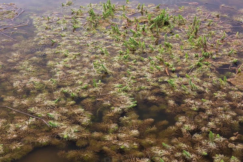 Hippuris vulgaris, Common Mare's- Tail growing in pond in spring, Quebec, Canada