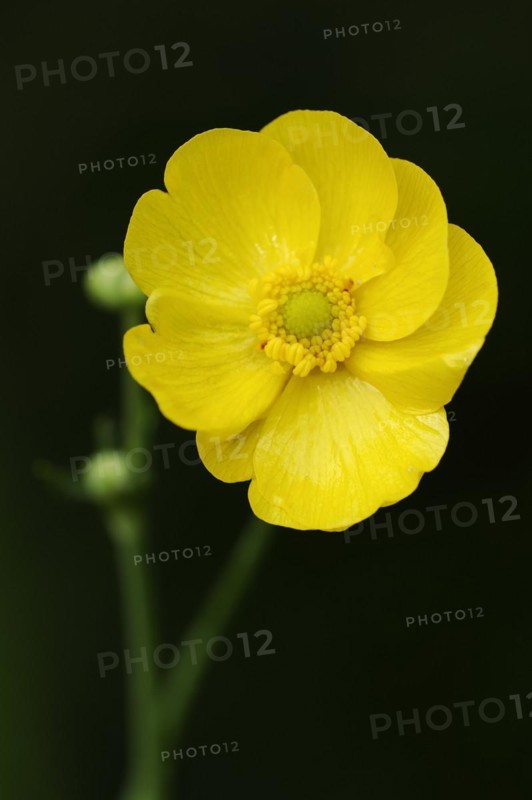 Greater spearwort (Ranunculus lingua), flower, North Rhine-Westphalia, Germany