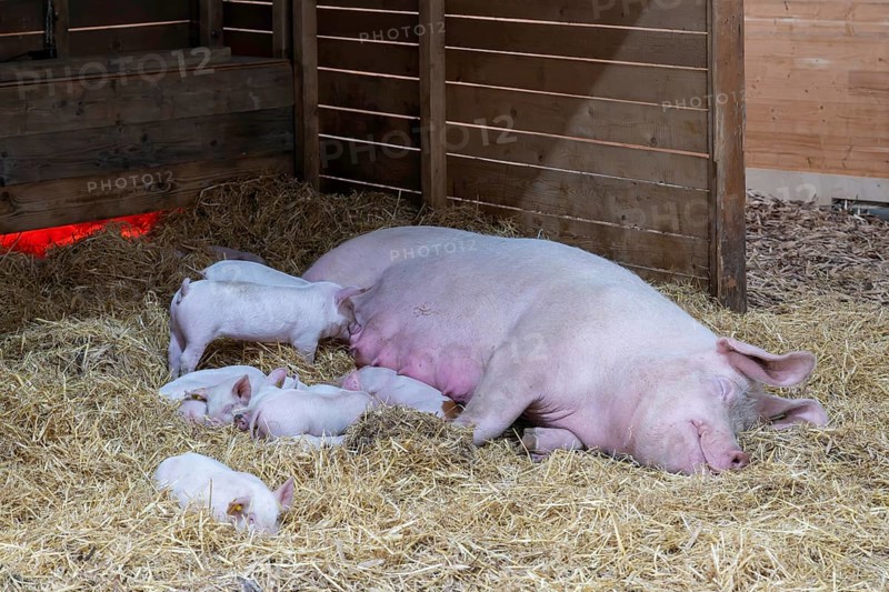 Mother pig with piglet