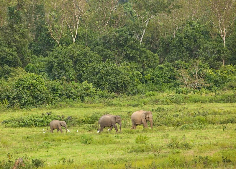 Indian elephants (Elephas maximus indicus), Khiri Khan, Hua Hin, Kui Buri National Park, Thailand