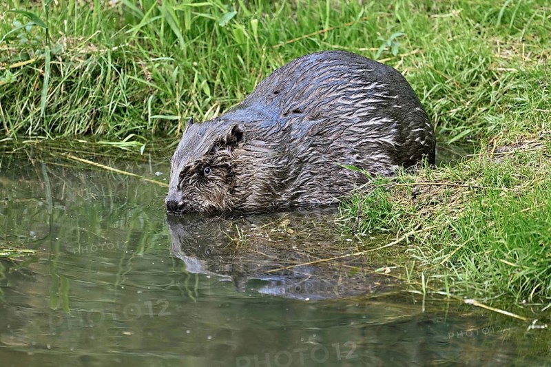 Eurasian beaver, european beaver (Castor fiber), on the river bank entering the water, Freiamt, Canton Aargau, Switzerland