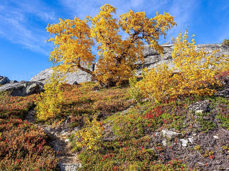 Birch forest in autumn, Leirdal valley, Jotunheimen mountain region, Oppland, Norway