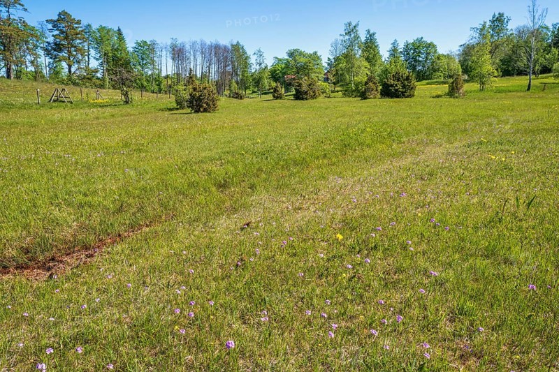 Flowering meadow with Bird's-eye primrose (Primula farinosa) flowers on a beautiful sunny day in spring, Sweden