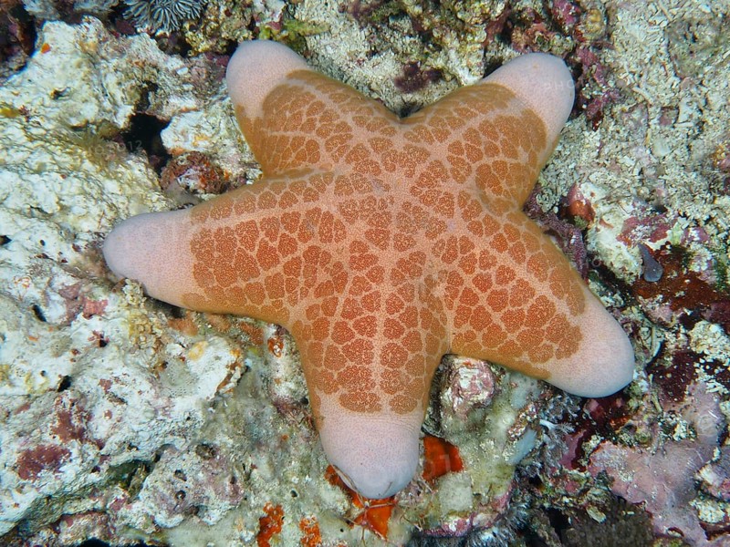 Geometrically patterned starfish, granulated roller star (Choriaster granulatus), on a light-coloured coral background, dive site Toyapakeh, Nusa Ceningan, Nusa Penida, Bali, Indonesia