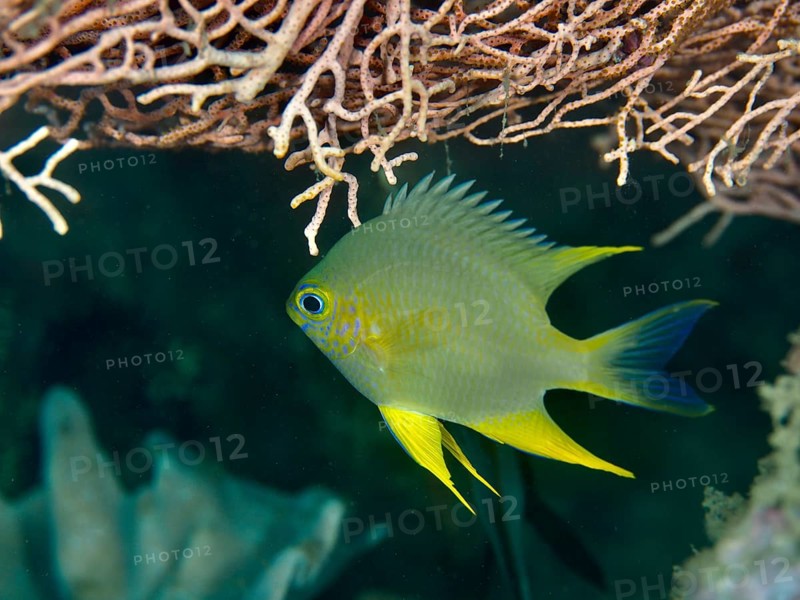 A blue-grey fish with yellow fins, Golden damselfish (Amblyglyphidodon aureus), swimming under corals, dive site Prapat, Penyapangan, Bali, Indonesia
