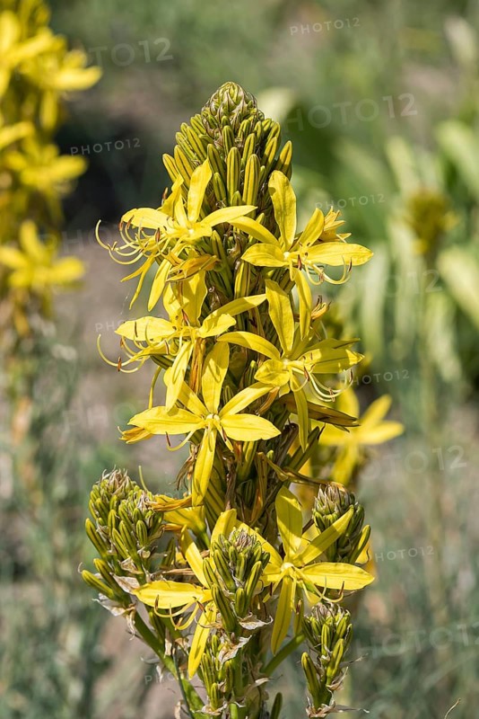 Junker lily (Asphodeline lutea)