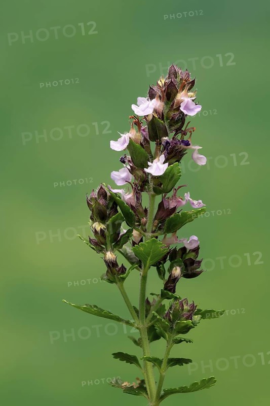 Edel-Gamander (Teucrium chamaedrys), flowering, Germany