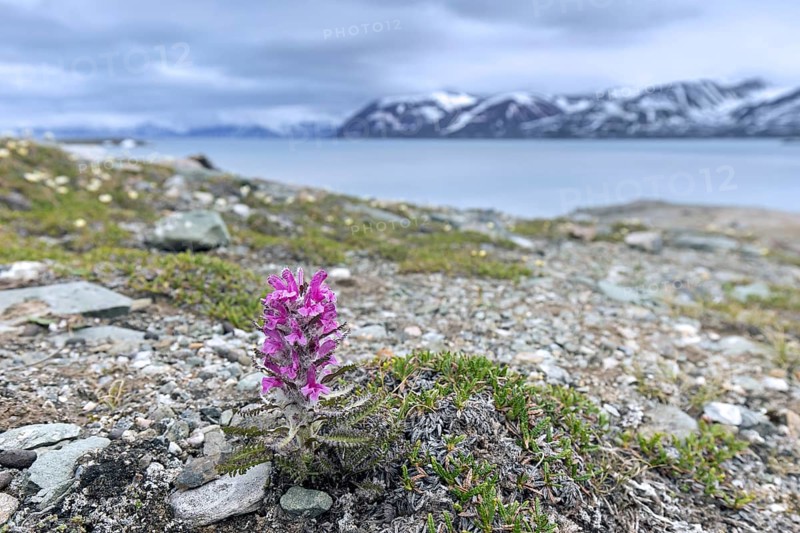 Woolly lousewort, Arctic hairy lousewort (Pedicularis dasyantha, Pedicularis lanata) hemiparasite flower blooming on the tundra in summer, Svalbard