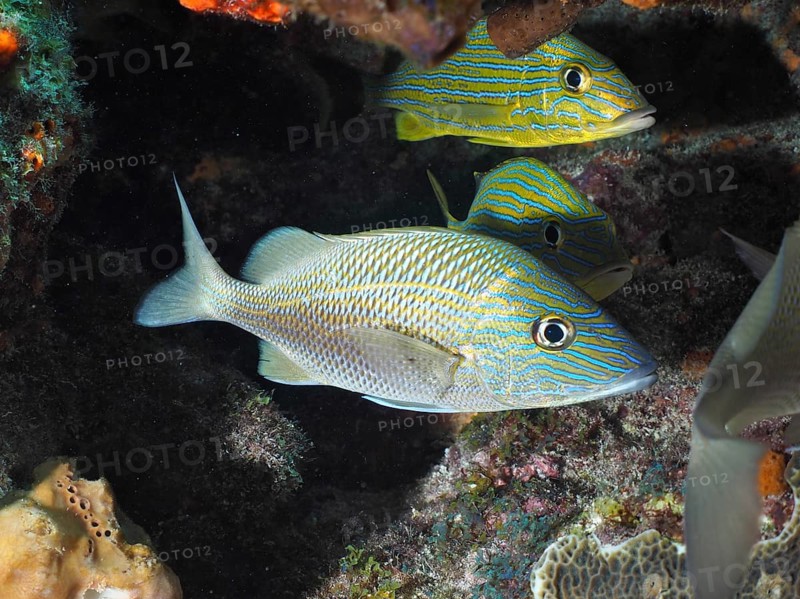 Striped Fish, White Haemulinae (Haemulon plumierii), in calm underwater habitat. Dive site John Pennekamp Coral Reef State Park, Key Largo, Florida Keys, Florida, USA