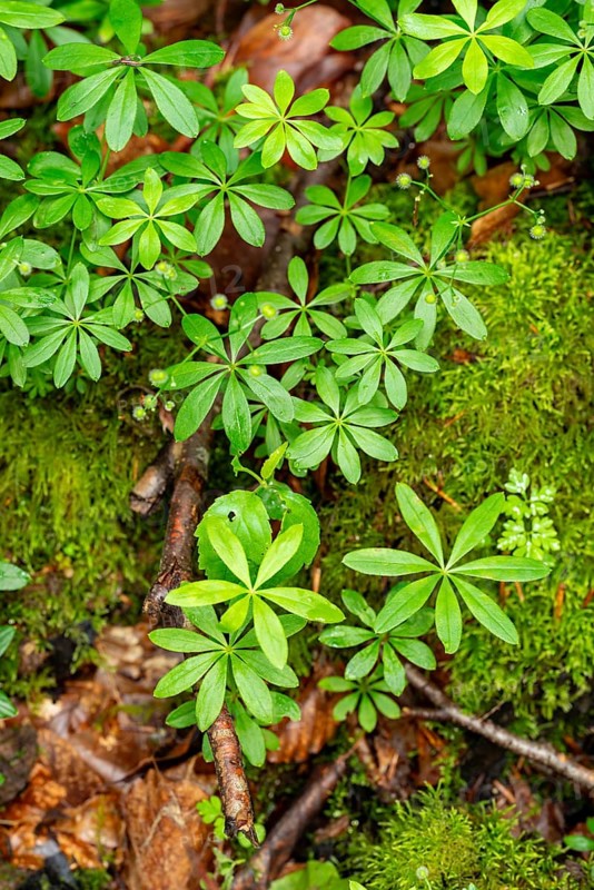 Green woodruff leaves, autumn leaves and green moss form a dense, format-filling forest floor pattern, Lower Saxony, Germany