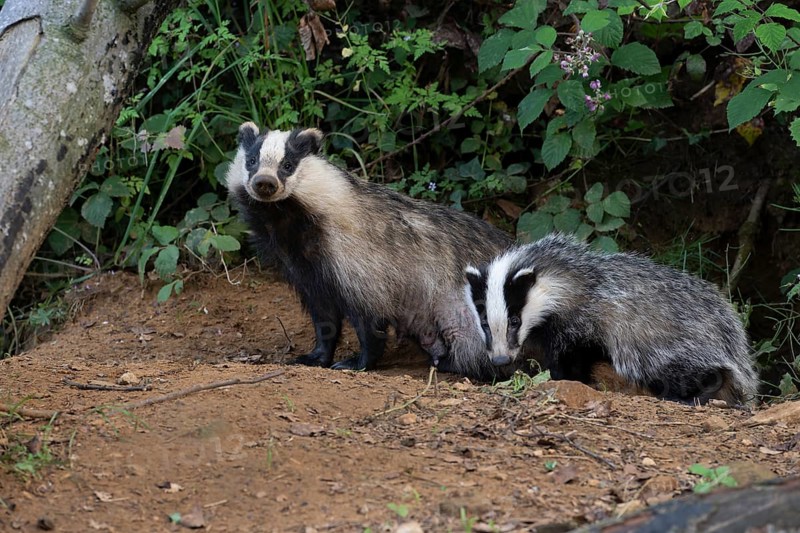 Badger (Merles merles) on a building site, Wittlich, Rhineland-Palatinate, Germany