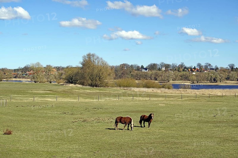 Two horses grazing on a wide meadow in front of a village with trees under a blue sky, Damnatz, Wendland, Lower Saxony, Germany