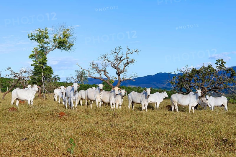 Indo-Brazil Zebu Cows in the Serra da Canastra, Sao Roque das Minas, Minas Gerais state, Brazil