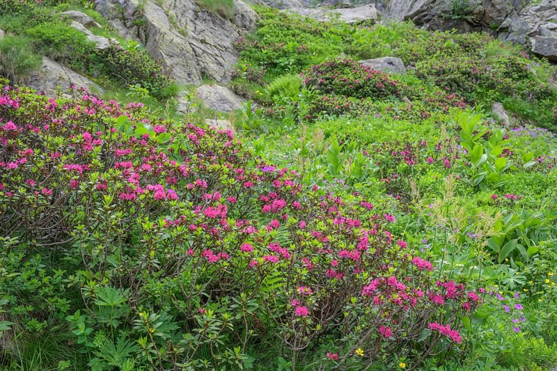 Hairy Alpenrose (Rhododendron hirsutum) or alpine rose, Entracque, province of Cuneo, Italy