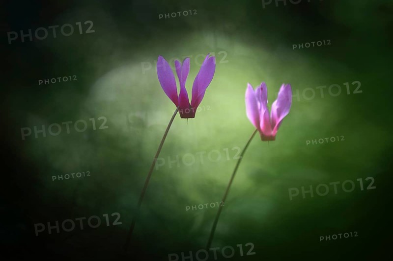 Two lilac blossoms of the spring sowbread (Cyclamen repandum) cyclamen, in the forest in front of a mystical green background, special light atmosphere, Sardinia, Italy