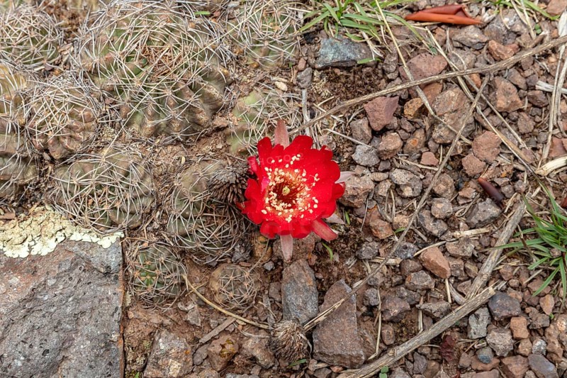 Sulcorebutia (Cactaceae), Huchuy Qosqo, Sacred Valley, Peru