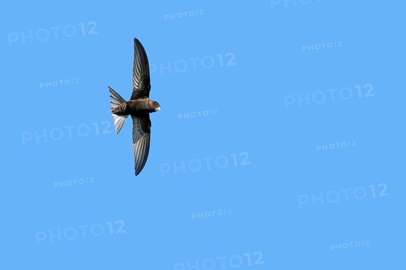 Common swift (Apus apus, Hirundo apus) in flight against blue sky in spring