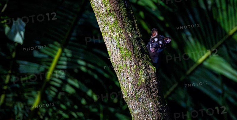 Curious Gray four-eyed opossum (Philander opossum) looking out from behind a tree, night shot, Tortuguero National Park, Costa Rica