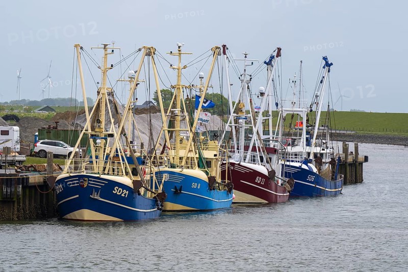 Fishing boats in the fishing harbour, Büsum, North Sea, Schleswig-Holstein, Germany