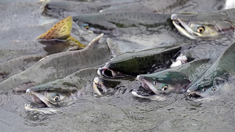 Pink salmons (Oncorhynchus gorbuscha) swimming densely packed up the river, Prince William Sound, Alaska