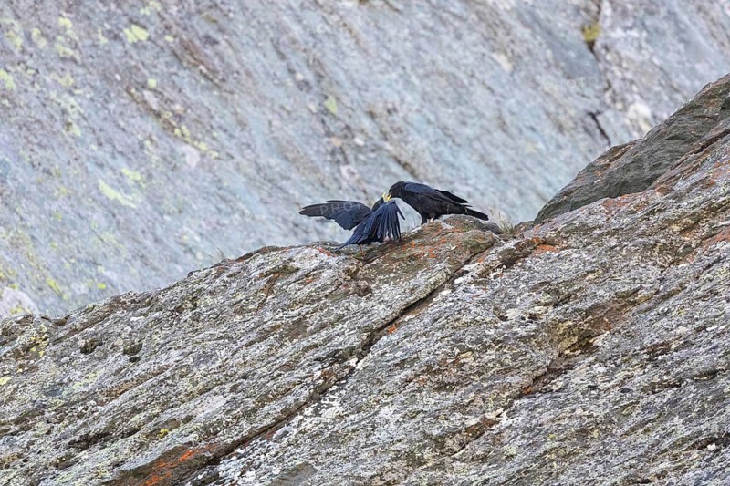 Alpine chough (Pyrrocorax graculus) Austria