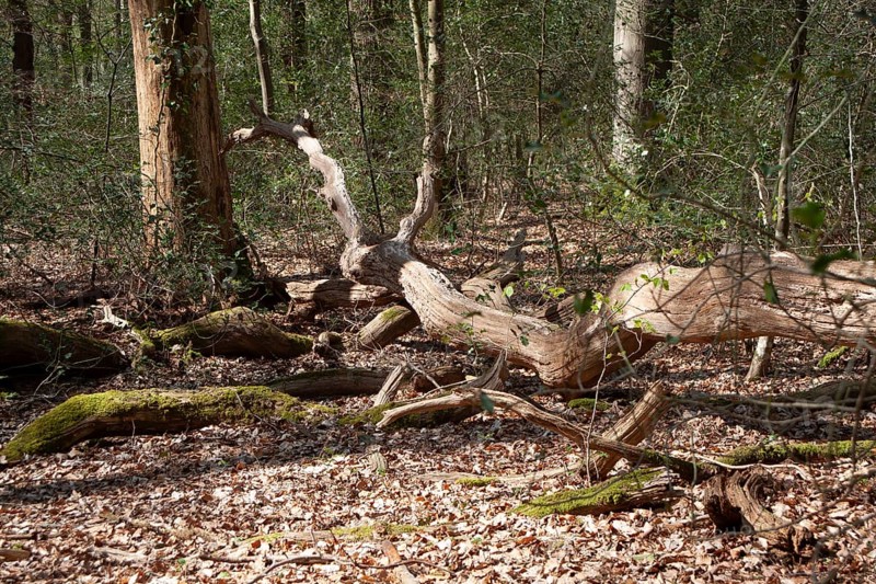 Deadwood, hiking trail, Neuenburg primeval forest, spring, Friesland, Lower Saxony, Germany